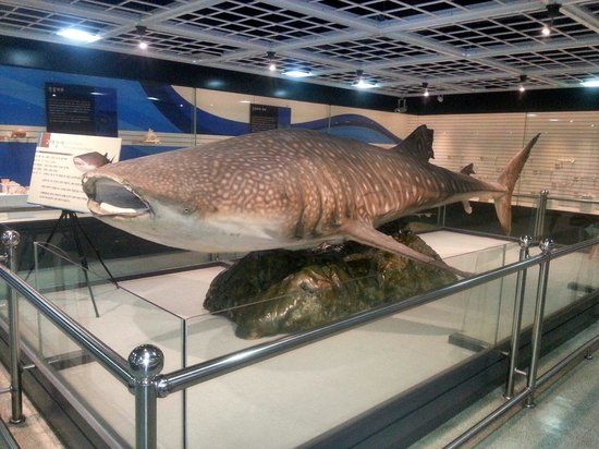Busan Marine Natural History Museum